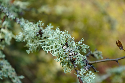 Moss and lichen on a tree branch