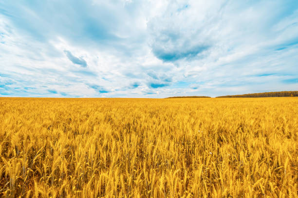 istock Wheat field with blue sky with sun and clouds. 1193370872