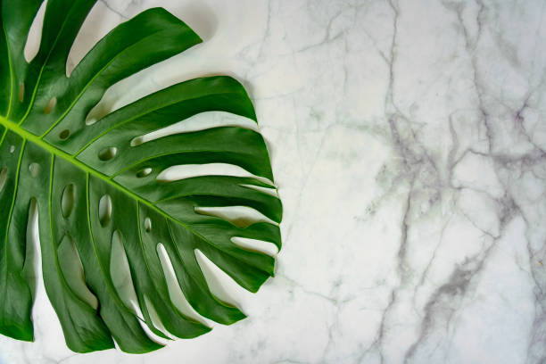 istock monstera philodendron leaf on marble background natural design background concept . 1193373243