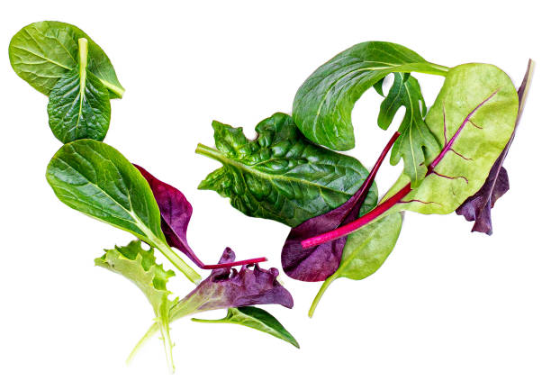 pile des feuilles de salade d'isolement sur le fond blanc. salade verte avec roquette, laitue, bette à carde, épinards et feuilles de betteraves. - leaf vegetable radicchio green lettuce photos et images de collection