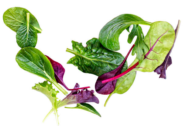 Pile of Salad Leaves isolated on white background. Green  salad with arugula, lettuce, chard, spinach and beets leaf. Pile of Salad Leaves isolated on white background. Green  salad with arugula, lettuce, chard, spinach and beets leaf. arugula falling stock pictures, royalty-free photos & images