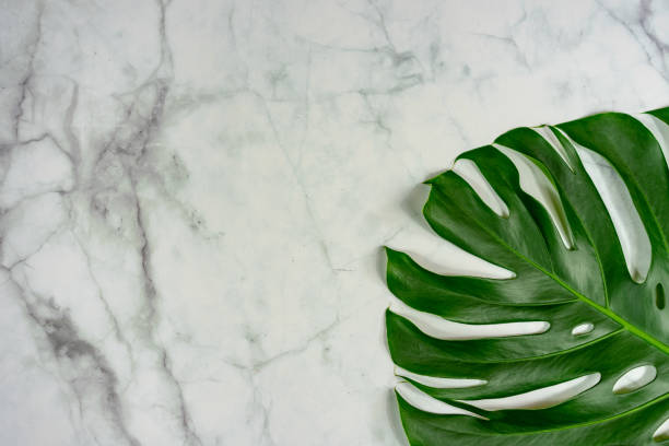 istock monstera philodendron leaf on marble background natural design background concept . 1193373887