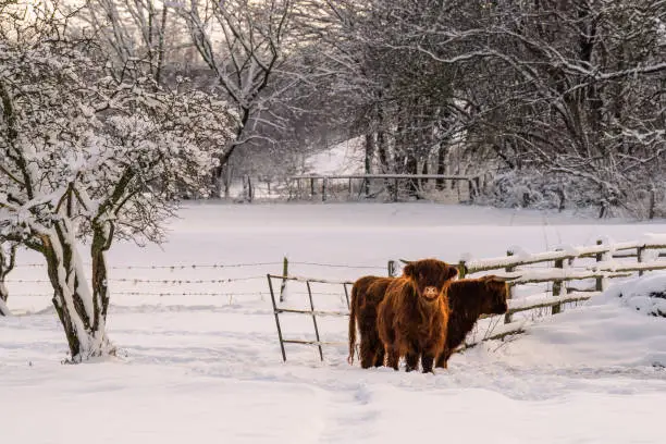 Two highland cattles in the snow, one looks into the camera. Brilon, Germany