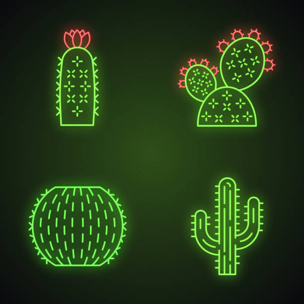 Wild cactuses neon light icons set Wild cactuses neon light icons set. Desert flora. Succulents. Spiny plants. Prickly pear, barrel, hedgehog cactuses, saguaro. Glowing signs. Vector isolated illustrations nopal fruit stock illustrations