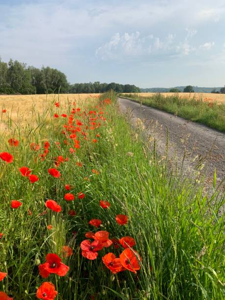 istock Wild poppies in a field 1193377391