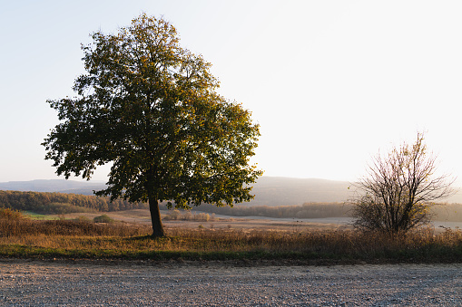 Amazing landscape, huge tree and dirt road, autumn time, wallpaper