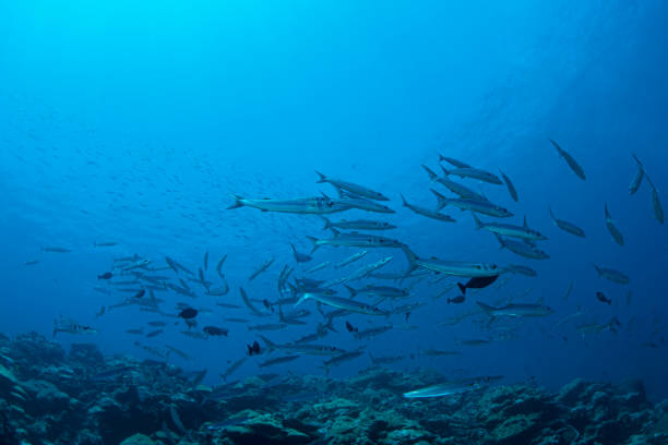 istock School of Barracudas - Palau, Micronesia 1193383418