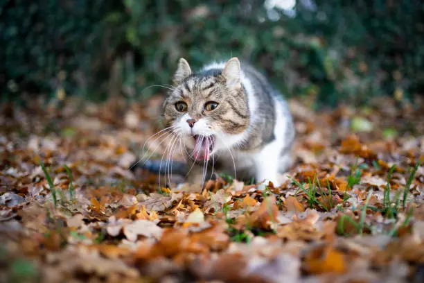 tabby white british shorthair cat outdoors in the garden throwing up puking on autumn leaves