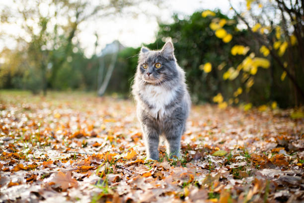 blue tabby maine coon cat standing outdoors in the garden on autumn leaves observing the area