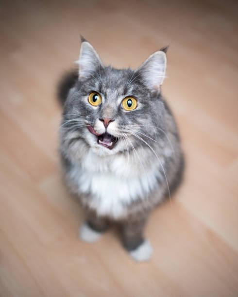 istock cute maine coon cat 1193383528