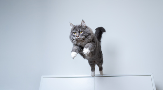 young blue tabby maine coon cat with white paws jumping off a white cupboard indoors with copy space