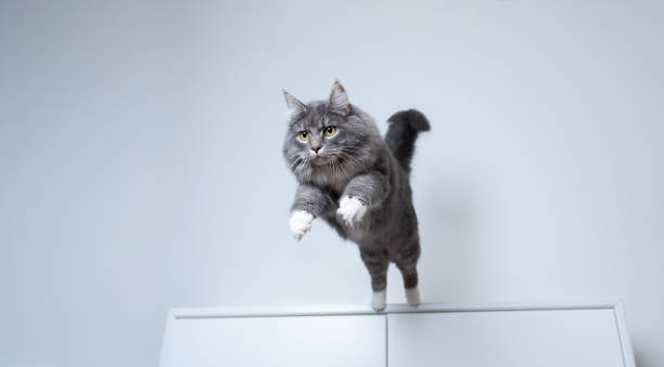 jumping cat young blue tabby maine coon cat with white paws jumping off a white cupboard indoors with copy space longhair cat stock pictures, royalty-free photos & images