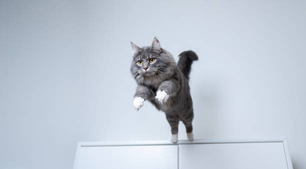 jumping cat young blue tabby maine coon cat with white paws jumping off a white cupboard indoors with copy space grey cat white paws stock pictures, royalty-free photos & images