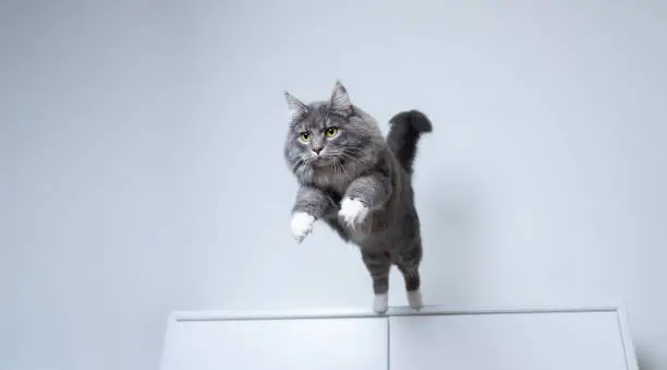 Photo of jumping cat