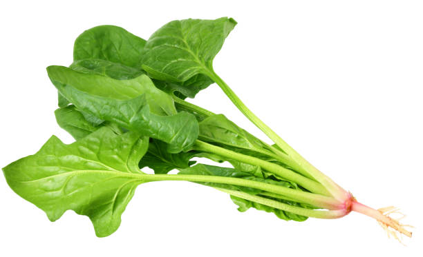 istock spinach leaves isolate on white background. Healthy food. 1193383894