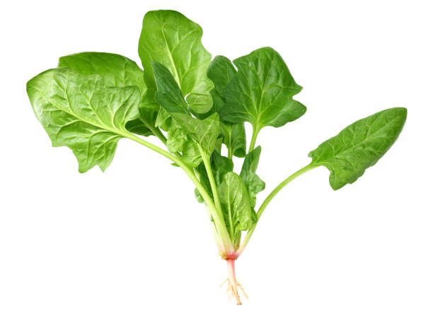 istock spinach leaves isolate on white background. Healthy food. 1193383896
