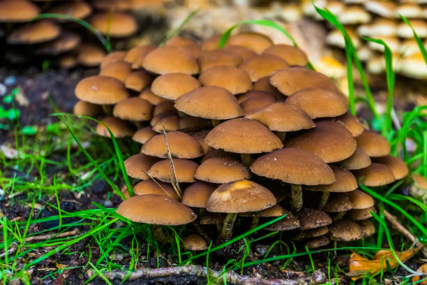 chestnut brittlestem, clustered group of mushrooms, common fungi from Europe chestnut brittlestem, clustered group of mushrooms, common fungi from Europe psathyrellaceae stock pictures, royalty-free photos & images