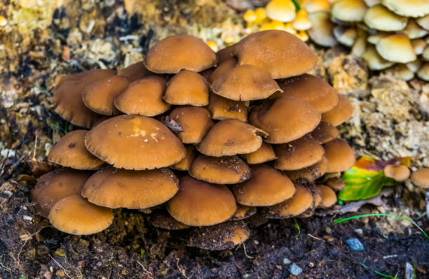 closeup of a cluster of chestnut brittlestem mushrooms, common fungi specie from Europe closeup of a cluster of chestnut brittlestem mushrooms, common fungi specie from Europe psathyrellaceae stock pictures, royalty-free photos & images