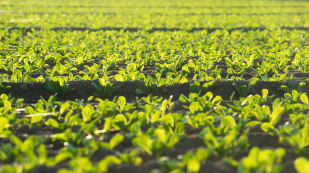 Little lettuces growing on plantation at sunset. Beautiful little lettuces growing on plantation in Spain. Panning scene of agricultural field of lettuces growing against sunset. Spider webs hanging from the leaves murcia province stock pictures, royalty-free photos & images