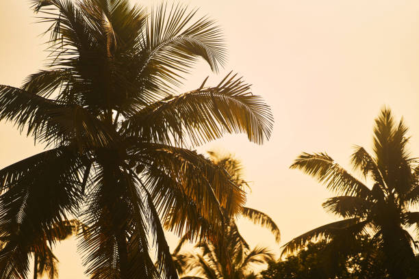 istock Palm trees at sunset. Palm trees against the blue sky 1193387248