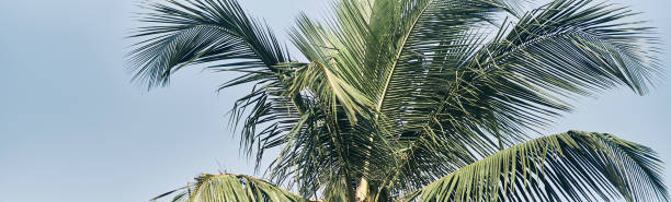 istock Palm trees at sunset. Palm trees against the blue sky 1193388040