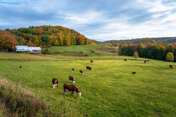 Cattle grazing in a grassy field in the countryside of Vermont on a cloudy autumn morning Livestock farm at the foot of a hill covered in colourful autumnal trees on a cloudy morning. Beautiful fall foliage. Woodstock, VT, USA. woodstock stock pictures, royalty-free photos & images