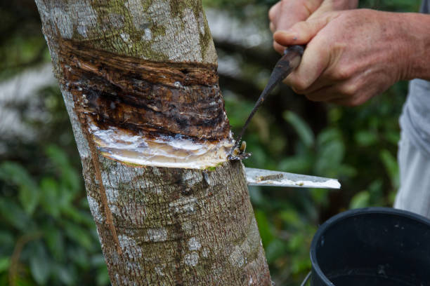 Extracting rubber from rubber tree stock photo