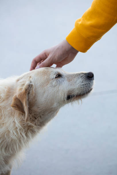 un perro en el refugio de animales, perro callejero, acariciando la cabeza del perro - sadness depression dog retriever fotografías e imágenes de stock