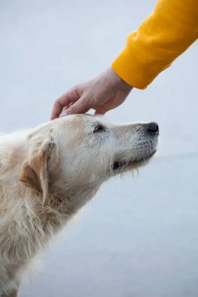 Photo of A dog at the animal shelter, stray dog, caressing the dog's head