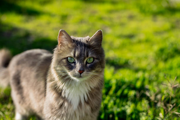 istock stray cat, gray color cat with beautiful eyes 1193389993