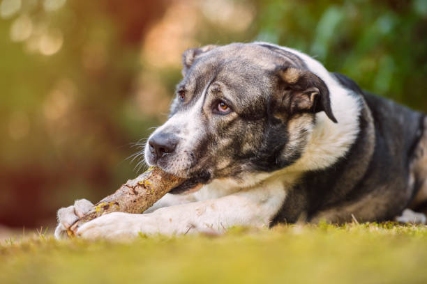 istock Spanish mastiff playing with a branch 1193390206