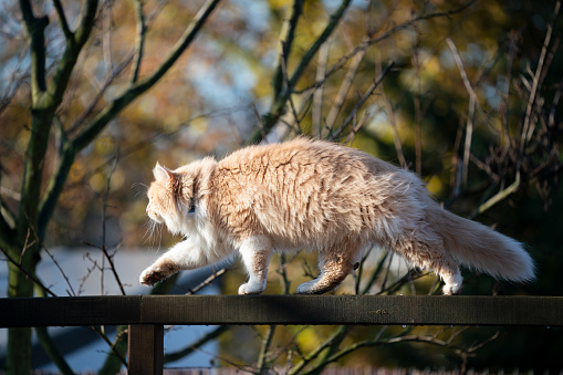 side view of a beige white maine coon cat outdoors balancing on wooden plank