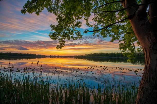 istock Dusk at The Lake with Tree and Reeds 1193392396