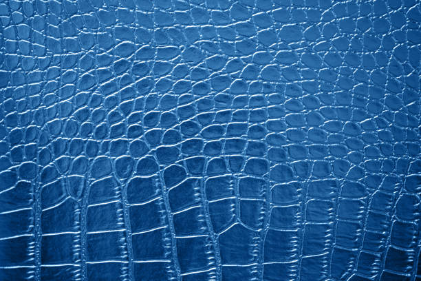 Blue Classic Crocodile Leather Skin Texture Pattern Trendy Color of Year 2020 Navy Dark Shiny Leatherette Alligator Dragon Dinosaur Ombre Background Copy Space Macro Photography Blue Classic Crocodile Leather Skin Texture Pattern Trendy Color of Year 2020 Navy Dark Leatherette Alligator Dragon Dinosaur Background Macro Photography crocodile photos stock pictures, royalty-free photos & images