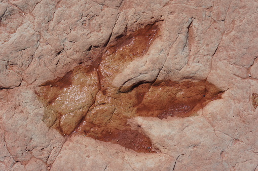 Dinosaur track near Tuba City in Arizona