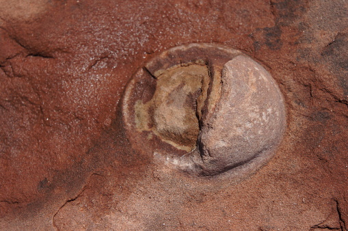 One dinosaur egg in a nest in the desert in Arizona near Tuba City. Layers are exposed to reveal the fossilized embryo!