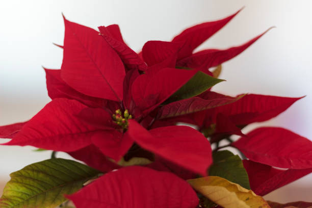 istock Red poinsettia flower 1193394380