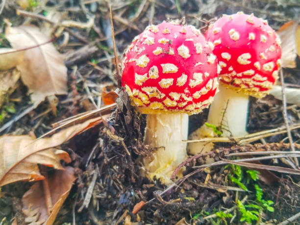 istock Fly amanita or agaric mushroom 1193394487