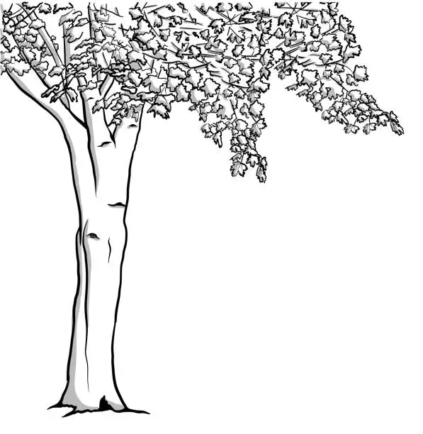 Vector illustration of Fall Maple Sketch