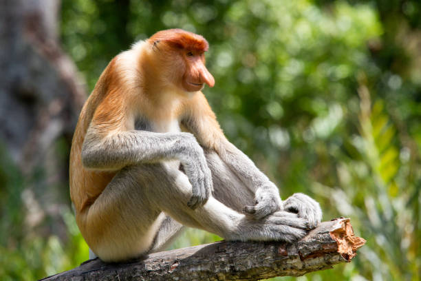 プロボシスモンキー - monkey proboscis monkey malaysia island of borneo ストックフォトと画像