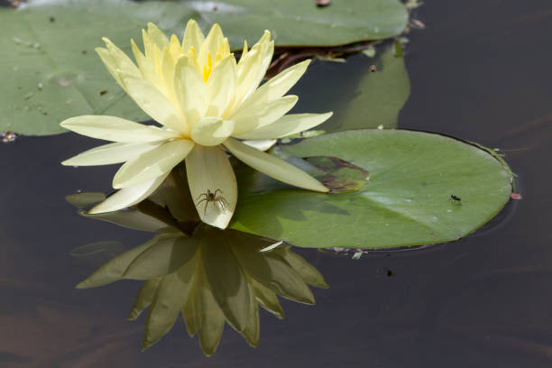 istock Spider resting on leaf of Water Lily 1193395301