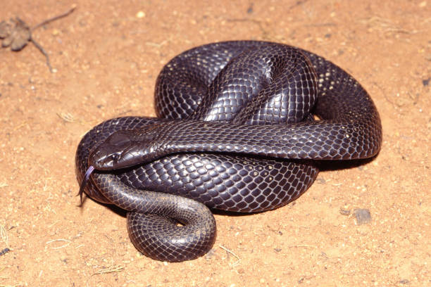 istock Spotted or Blue-bellied Black Snake 1193395547