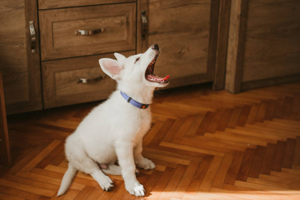 Puppy yawn Beautiful white shepherd puppy sitting on the apartment floor yawning. barking animal stock pictures, royalty-free photos & images