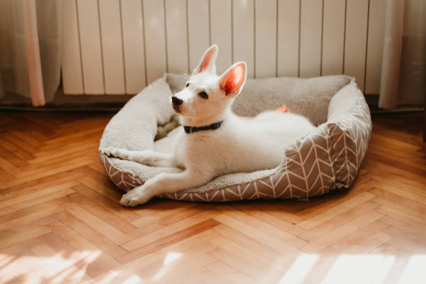 relajante en la cama de perros - pets bed bedroom animal fotografías e imágenes de stock