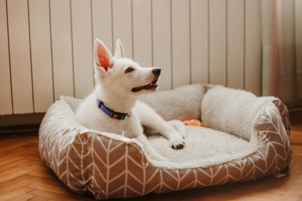 Concentrating on the treat Beautiful white puppy lying in the doggie bad inside the apartment looking at the treat. He is wearing a blue collar. dog bed stock pictures, royalty-free photos & images