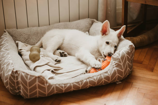cachorro masticando en un juguete - pets bed bedroom animal fotografías e imágenes de stock