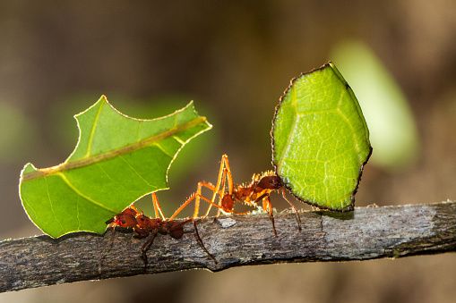Leafcutter Ants carrying a leaf to their nest
