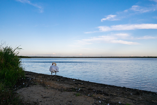 Lake Utonai-ko is a fresh water lake located the northeast of the industrial area of Tomakomai City, in the south of Ishikari lowland area between Sapporo and Tomakomai.