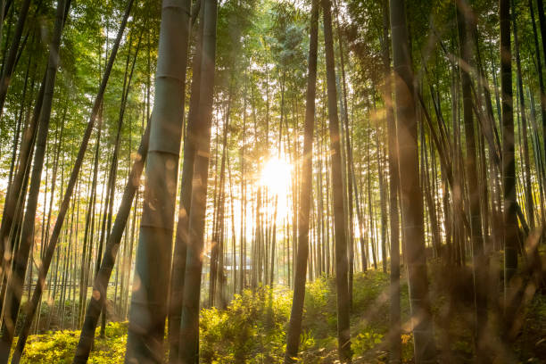 istock Bamboo Forest of Kyoto 1193399673