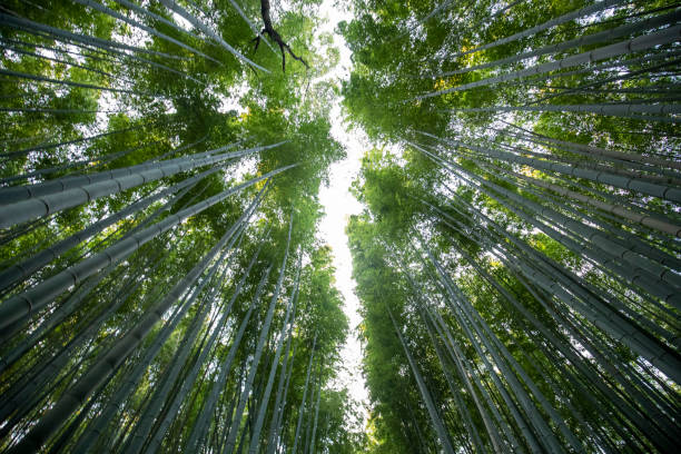 istock Bamboo Forest of Kyoto 1193399675